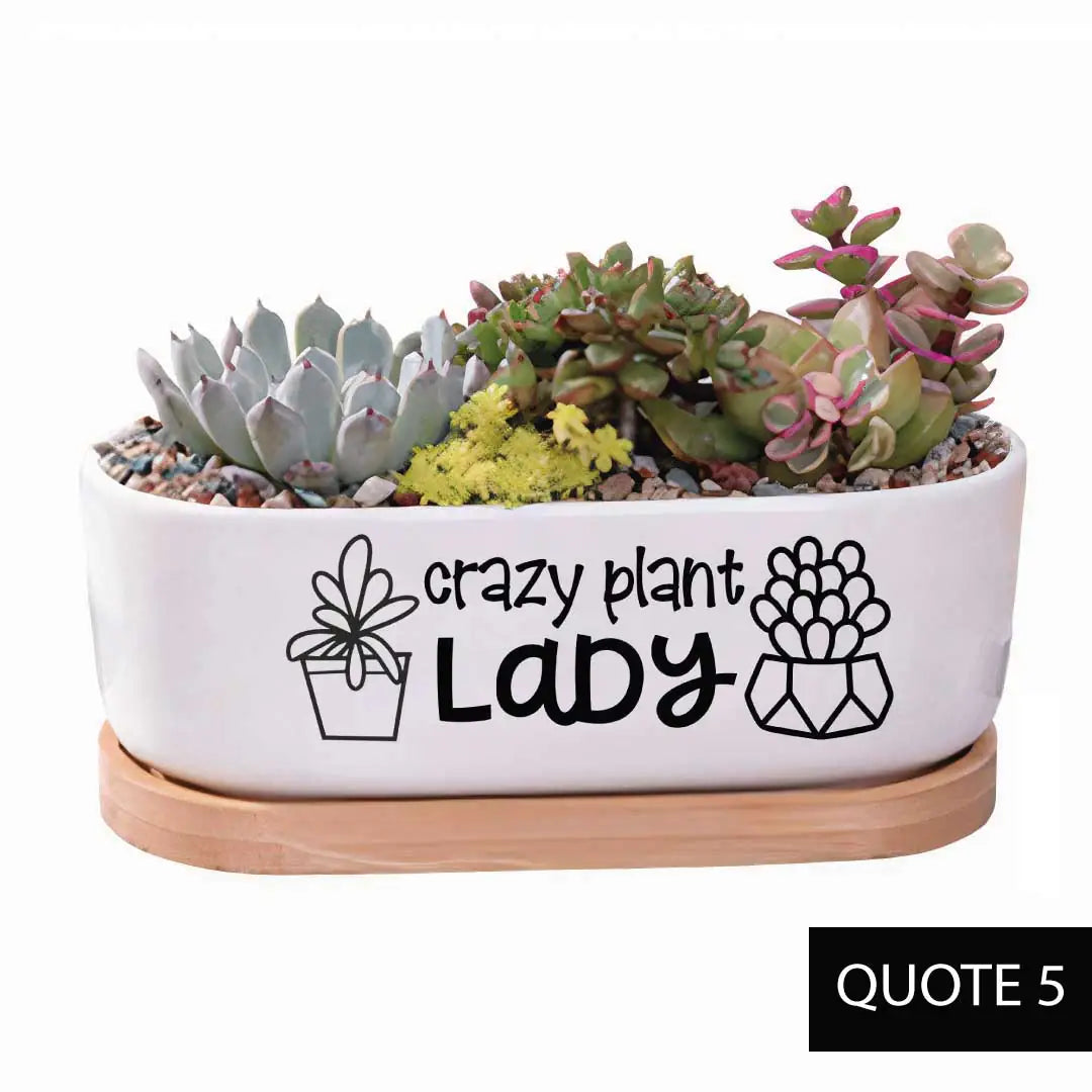 Whimsical Planter with LIVE succulents - Oval 7" -  Crazy Plant Lady