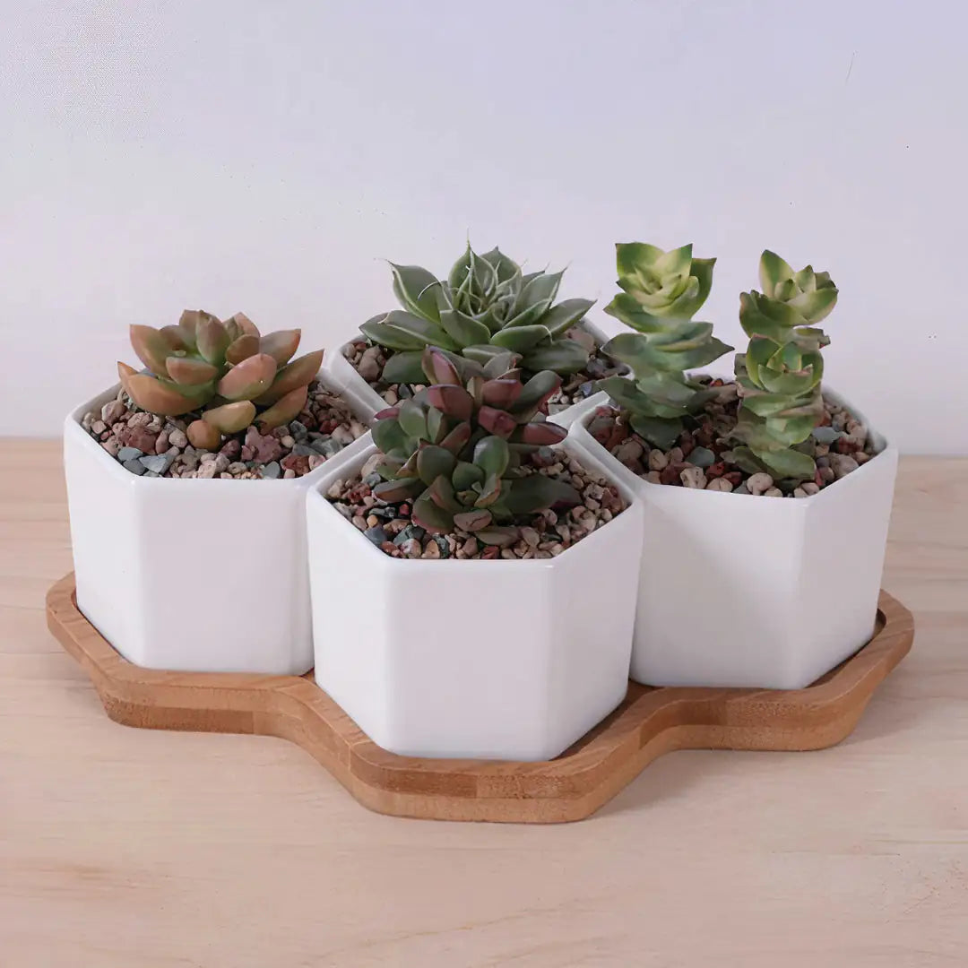 Beehive Planter with Bamboo tray