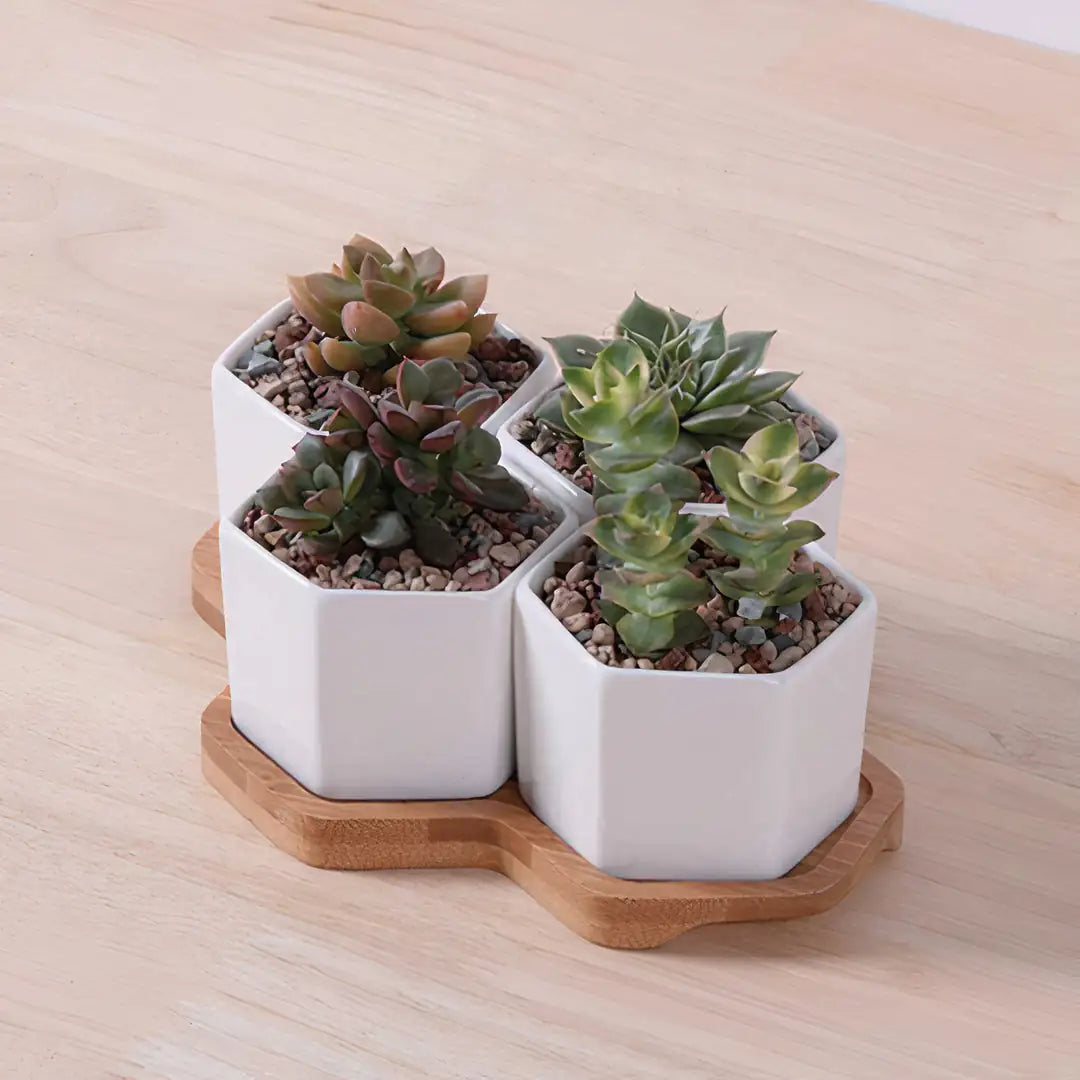 Beehive Planter with Bamboo tray